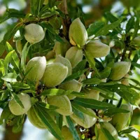 نهال بادام مامایی رقم سنگی دیرگل پیشفروش|خدمات باغبانی و درختکاری|ایلام, |دیوار