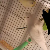 مرغ عشق پروانه ای رینبو اسپانگل|پرنده|مشهد, کوی المهدی|دیوار