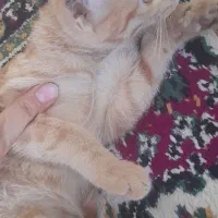 گربه|گربه|بیرجند, |دیوار