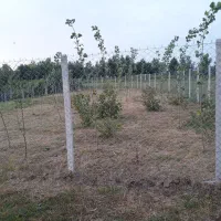 ۷۵۰ متر زمین جای بکر|فروش زمین و ملک کلنگی|رشت, حومه رشت|دیوار