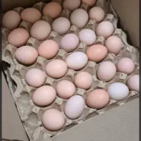 تخم مرغ محلی|خوردنی و آشامیدنی|اصفهان, کارلادان|دیوار