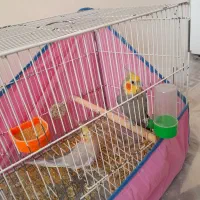 دوتا عروس هلندی نرماده سالم|پرنده|تربتحیدریه, نواب صفوی|دیوار