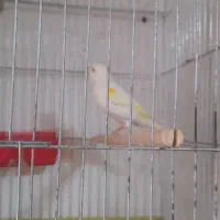 قناری ماده داراب|پرنده|داراب, |دیوار