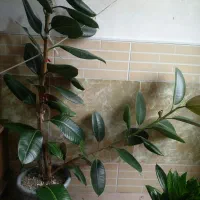 گل فیکوس|گل و گیاه طبیعی|تربت‌حیدریه, بهشت عسکری|دیوار