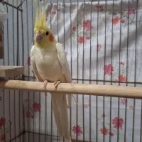 فروش مولد لوتینو نر  و زعفرونی  ماده