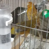 قناری ماده|پرنده|ایلام, |دیوار