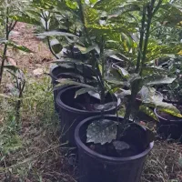 درختچه اکوبا|گل و گیاه طبیعی|رودسر, |دیوار