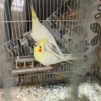 جفت عروس لوتینو با تخم