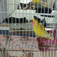 طوطی برزیلی