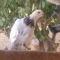 کفتر|پرنده|اردکان, |دیوار