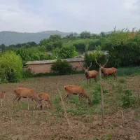 زمین ویلایی در دل جنگل