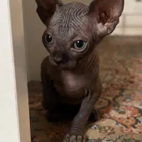 گربه اسفینکس بلو ماده