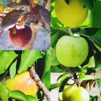 200 متر باغ حصار کشی شده در لاله