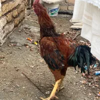 مرغ خورس تخم کن لاری و مرندی|حیوانات مزرعه|قم, آزادگان|دیوار