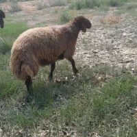 قوچ|حیوانات مزرعه|اهواز, منازل کارون|دیوار