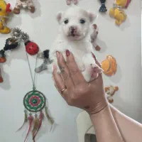 سگ پاه کوتاه