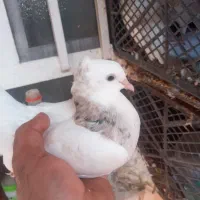 فروش کبوتر طوقی