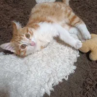 واگذاری رایگان بچه گربه نر