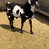 بز نر پاکستانی پنجابی خالص