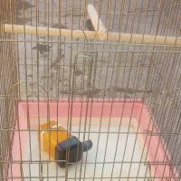 قفس بزرگ کاسکویی