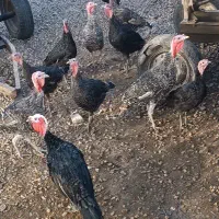 سی عدد بوقلمون نر و ماده|حیوانات مزرعه|بروجرد, |دیوار