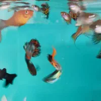 فروش و تکثیر ماهی گوپی|ماهی|ملایر, |دیوار