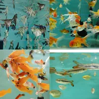 انواع اکواریوم و ماهی زینتی لوازم جانبی|ماهی|شیراز, شهرک گلستان|دیوار