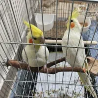 عروس هلندی لوتینو