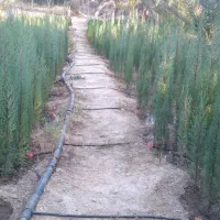 تولید و عرضه ی انواع نهال سرو ناز شیرازی، کاج و|خدمات باغبانی و درختکاری|خفر, |دیوار