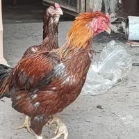 تخم مرغ لاری|حیوانات مزرعه|تهران, سعیدآباد|دیوار