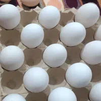 تخم نطفه دار لاری و غاز