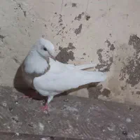 کلفه ماده عسل همدانی|پرنده|اردبیل, |دیوار