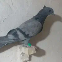 سبز چشم سیاه نر