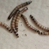 میلورم|خزنده|کرج, گلشهر|دیوار