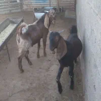 ۲ بز نر جوان چاغ چاغ