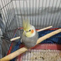 عروس هلندی نرباقفس