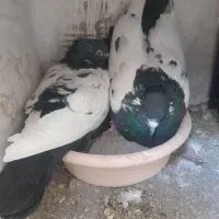 تعداد کبوتر رنگی