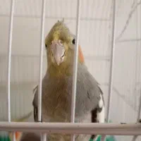 عروس