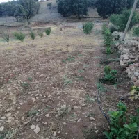 زمین بمساحت 1300 مترمربع جهت خانه باغ یا طرح.|فروش زمین و ملک کلنگی|کارزان, |دیوار