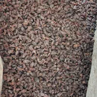 کشمش مویز رطبی|خوردنی و آشامیدنی|شیراز, گلستان|دیوار