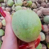 گردو|حراج|باقرشهر, |دیوار