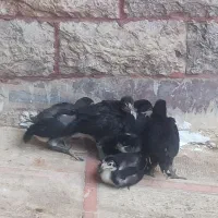 جوجه لاری اصیل|حیوانات مزرعه|هشتگرد, هشتگرد قدیم|دیوار