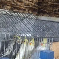 ی جفت عروس هلندی  همراه با ۳تا جوجه عروس دو ماهه