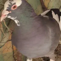کبوتر نر سوراخ