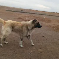 سگ نگهبان|سگ|بوژگان, |دیوار