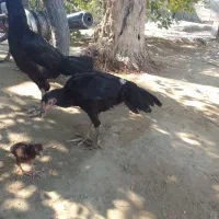 مرغ مامله با خروس|حیوانات مزرعه|بند زرک, |دیوار