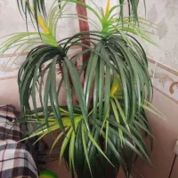 فروش نخل مصنوعی