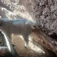 سه راس کهره نر|حیوانات مزرعه|دهدشت, |دیوار