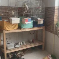 عروس هلندی رام،دستی آگهی رو بخونید لطفا .|پرنده|کرمانشاه, |دیوار
