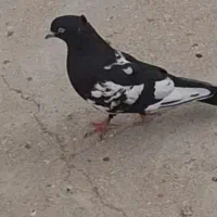 گمشده سینه سیاه عکس نمایشی